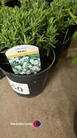 6 x Lithodora - white - 2
