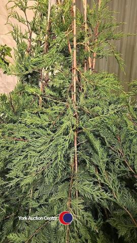 10 x Green Leylandii, approx 6ft