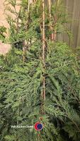 10 x Green Leylandii, approx 6ft