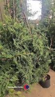 10 x Green Leylandii, approx 6ft - 2