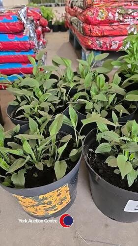 6 x Rudbeckia Goldstrum (3 litre pots)