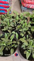 6 x Rudbeckia Goldstrum (3 litre pots) - 2