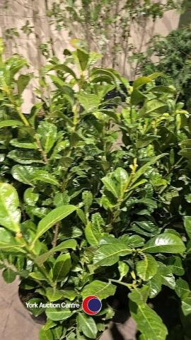 10 x laurel bushes, 5L pot