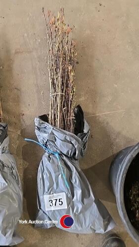 50 x 40/60cm Hawthorn hedge plants
