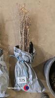 50 x 40/60cm Hawthorn hedge plants