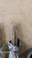 50 x 40/60cm Hawthorn hedge plants - 2