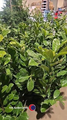 10 x laurel bushes, 5L pot