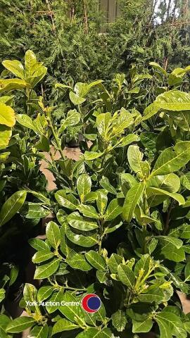 10 x Laurel bushes, 5L pot