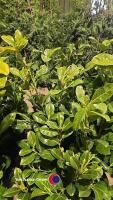 10 x Laurel bushes, 5L pot
