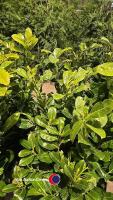 10 x Laurel bushes, 5L pot - 2
