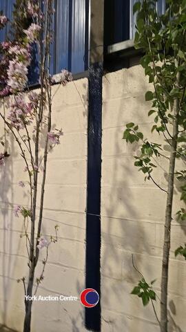 Prunus Amanogowa Flagpole cherry, container grown