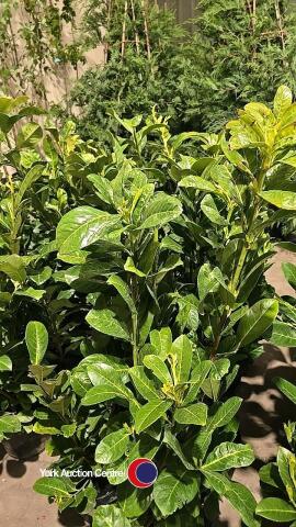 10 x Laurel bushes, 5L pot