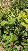 10 x Laurel bushes, 5L pot - 2