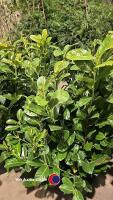 10 x Laurel bushes, 5L pot