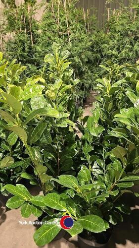 10 x Laurel bushes, 5L pot