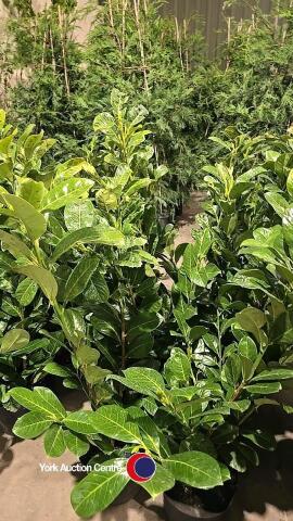 10 x Laurel bushes, 5L pot