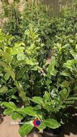 10 x Laurel bushes, 5L pot