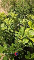10 x Laurel bushes, 5L pot - 2