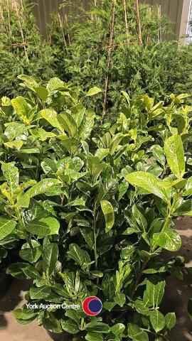 10 x Laurel bushes, 5L pot
