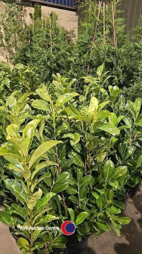 10 x Laurel bushes, 5L pot