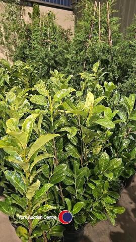 10 x Laurel bushes, 5L pot
