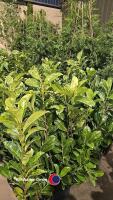 10 x Laurel bushes, 5L pot