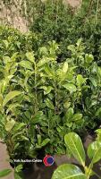 10 x Laurel bushes, 5L pot - 2