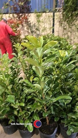 10 x Laurel bushes, 5L pot