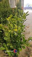10 x Laurel bushes, 5L pot - 2