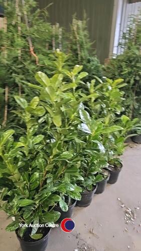 10 x Laurel bushes, 5L pot