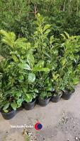 10 x Laurel bushes, 5L pot - 2