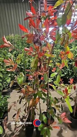 5 x Photinia Red robin, 2L pot