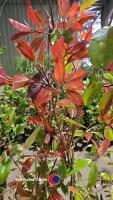 5 x Photinia Red robin, 2L pot - 2