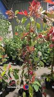 5 x Photinia Red robin, 2L pot