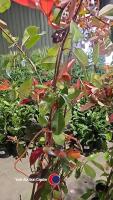 5 x Photinia Red robin, 2L pot - 2