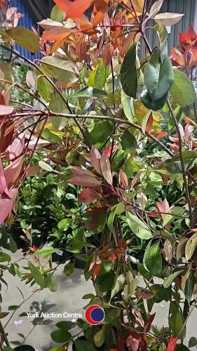 5 x Photinia Red robin, 2L pot