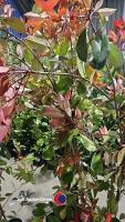 5 x Photinia Red robin, 2L pot
