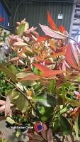 5 x Photinia Red robin, 2L pot - 2