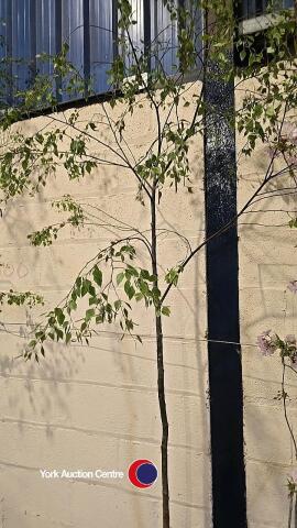 Silver Birch, container grown