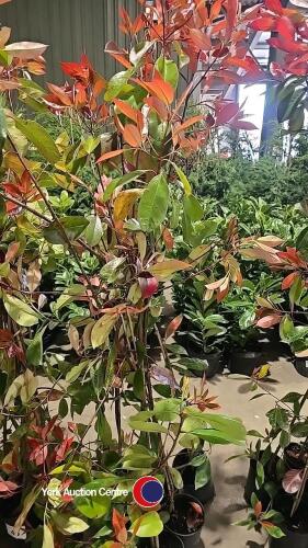 5 x Photinia Red robin, 2L pot