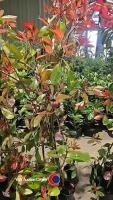 5 x Photinia Red robin, 2L pot