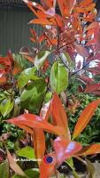 5 x Photinia Red robin, 2L pot - 2