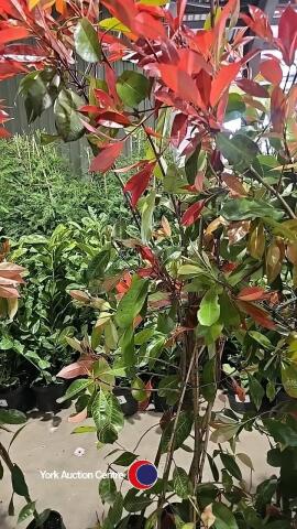 5 x Photinia Red robin, 2L pot
