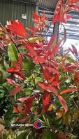 5 x Photinia Red robin, 2L pot - 2