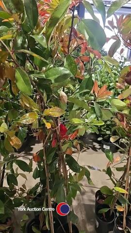 5 x Photinia Red robin, 2L pot