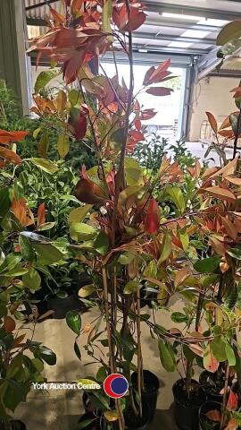 5 x Photinia Red robin, 2L pot