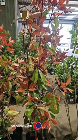5 x Photinia Red robin, 2L pot