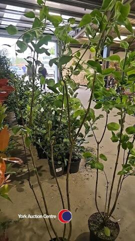 Bush lilac named, container grown