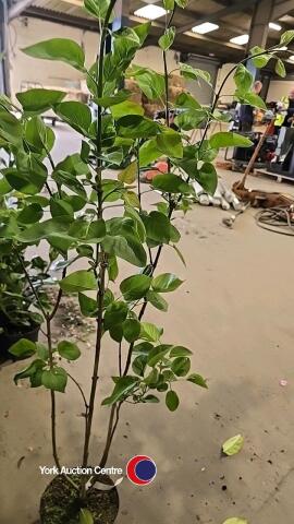 Bush lilac named, container grown