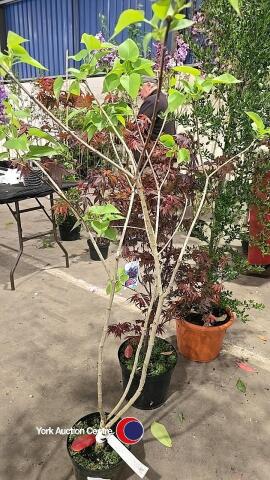 Bush lilac named, container grown